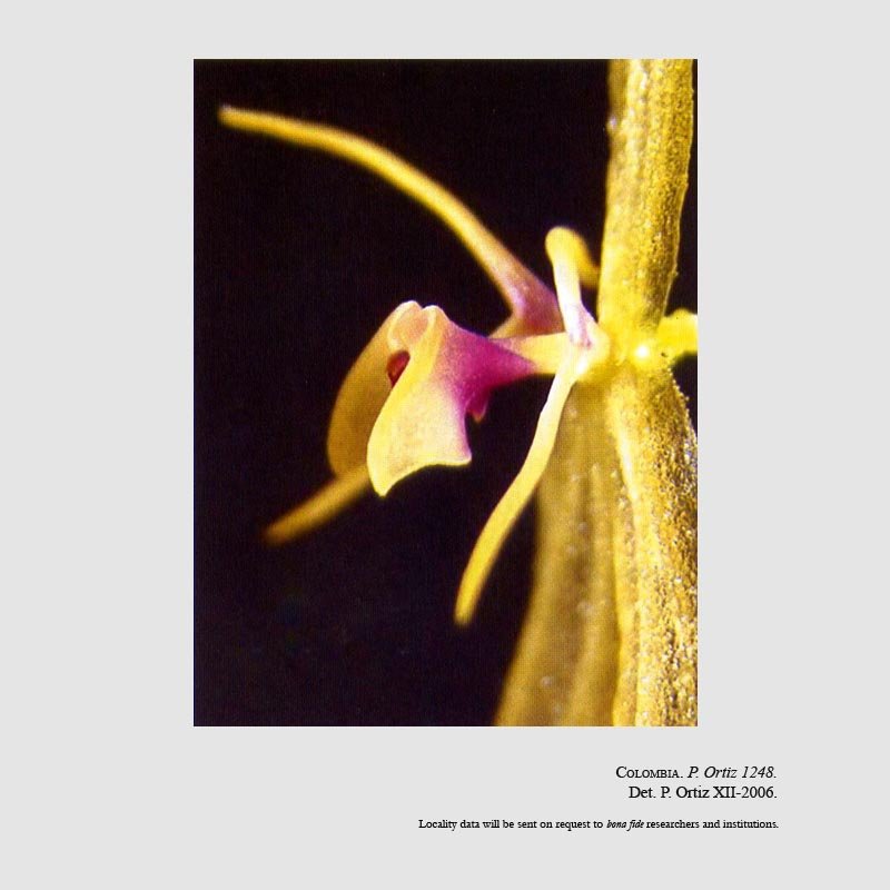 Lepanthes debedoutii